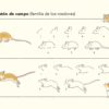 LLIBRE COM SON ELS ANIMALS I COM DIBUIXARLOS - Imagen 2